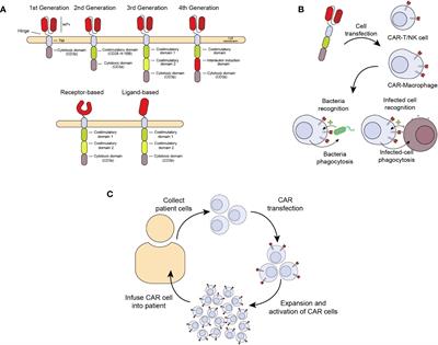 CAR Immunotherapy for the treatment of infectious diseases: a systematic review